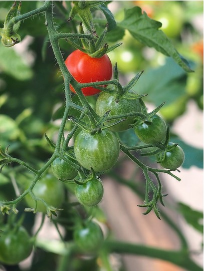 tomato-plant-with-fruits