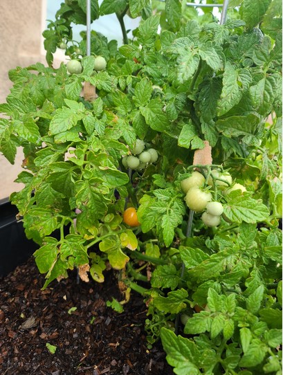 tomato-plant