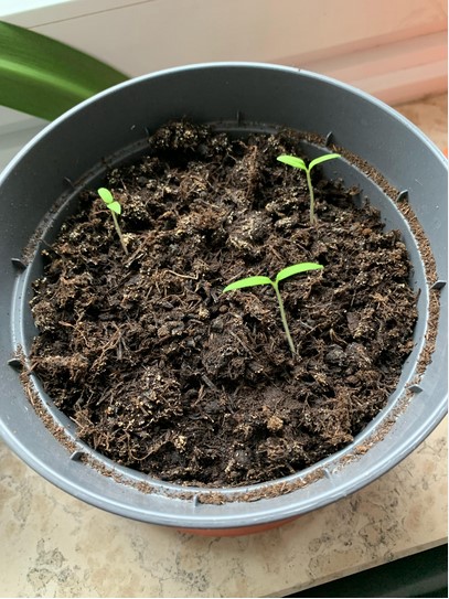 tomato-seedlings