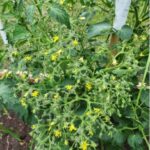 flowering-in-tomato-plants