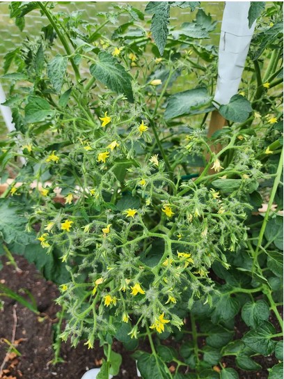 flowering-in-tomato-plants