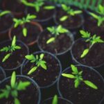potted-tomato-plant