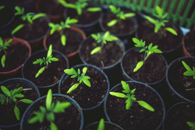 potted-tomato-plant