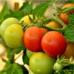 tomato-fruits-hanging-on-plants