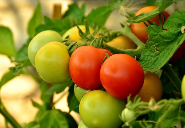 tomato-fruits-hanging-on-plants