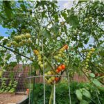 tomato-plants-with-fruits