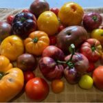 tomato-varieties
