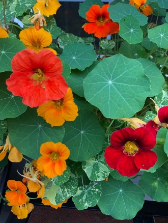 Nasturtiums