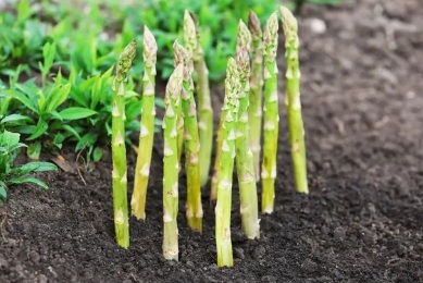 asparagus