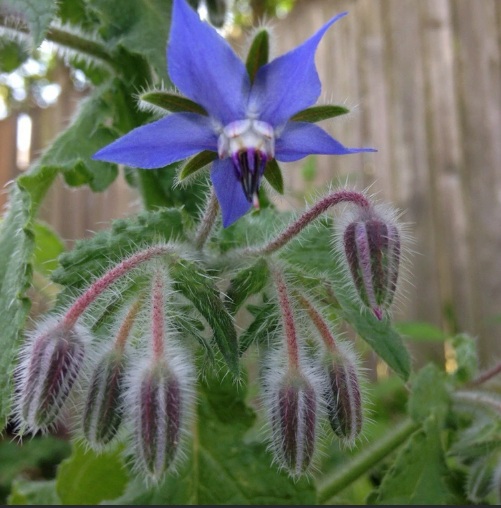 borage-plant