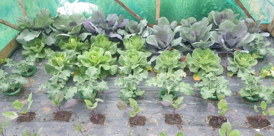 cabbages
