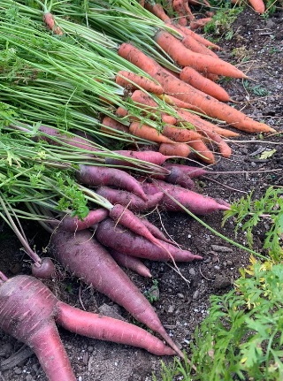carrot