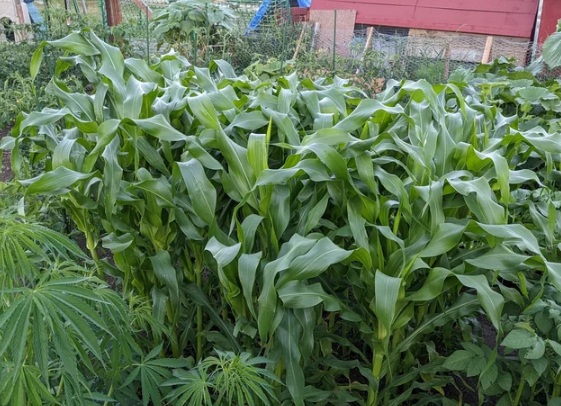corn-images