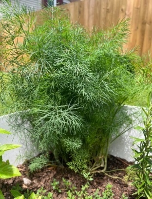 dill-images