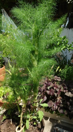 fennel-plant
