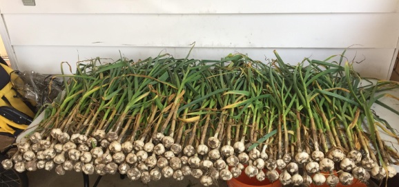 garlic