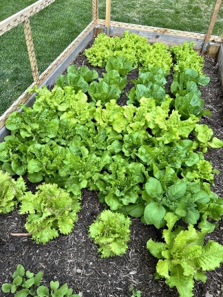 lettuce