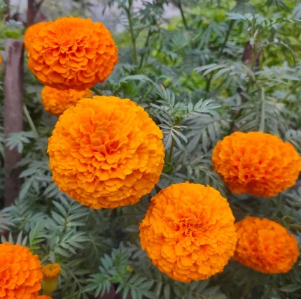 marigold