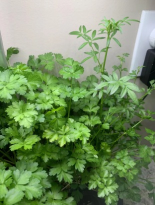 parsley