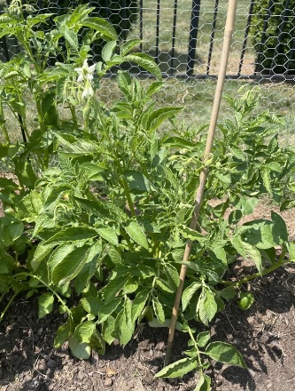 potato-plant