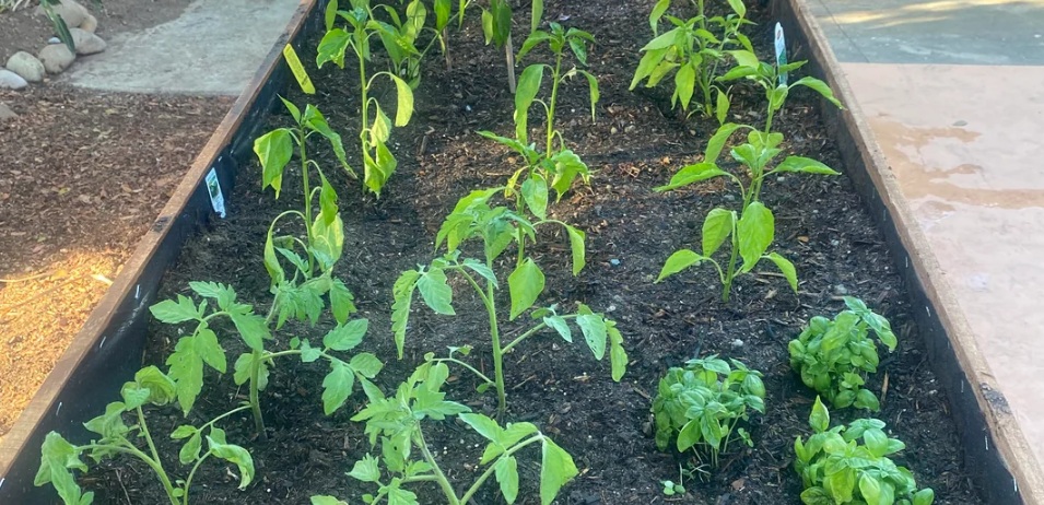 tomatoes-in-raised-beds
