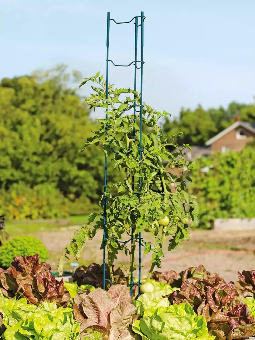 Tomato-Ladders-and-Towers