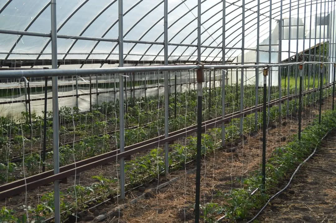 caging-tomatoes