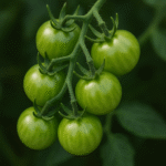 green-cherry-tomatoes