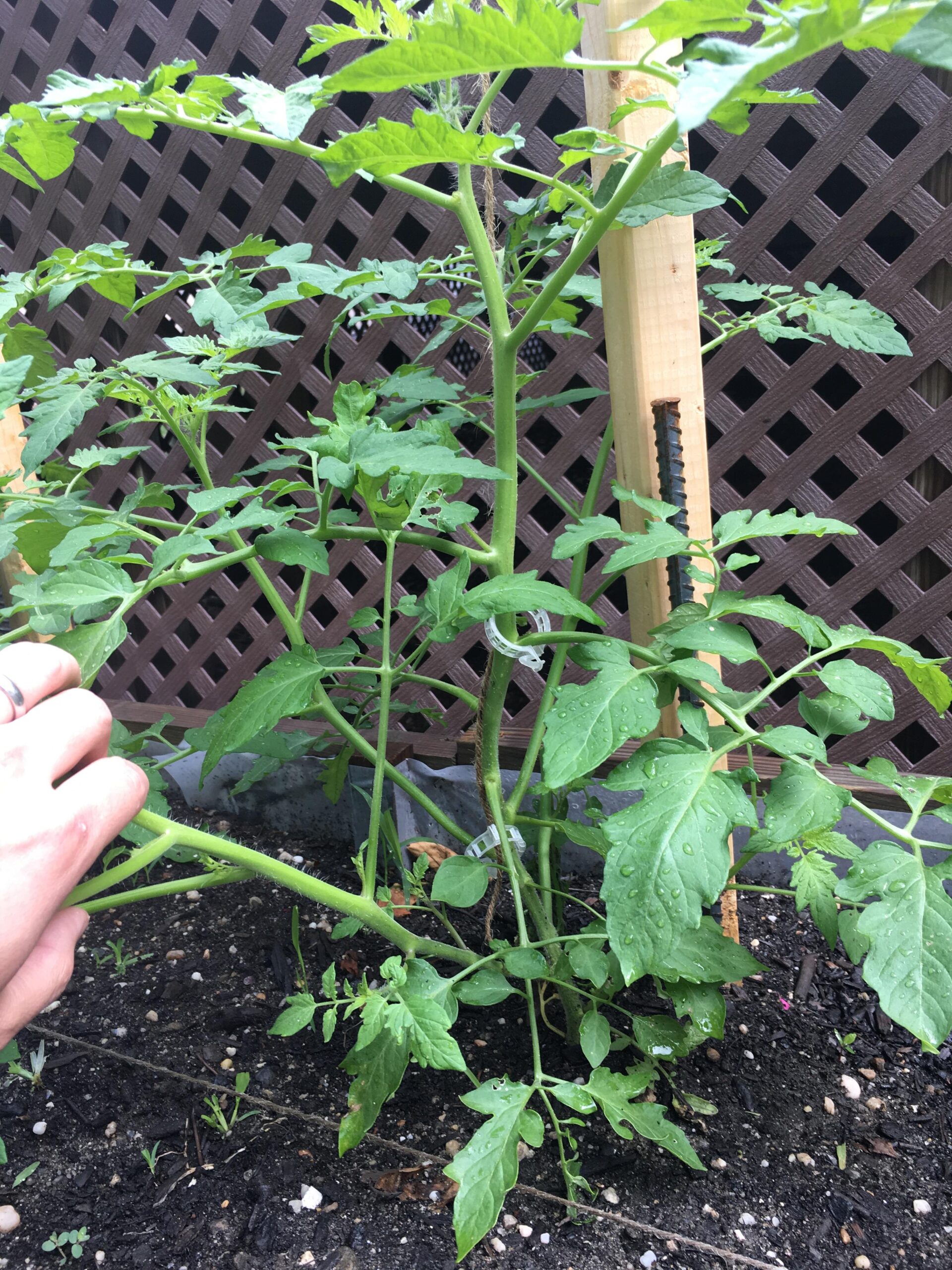 single-stake-method