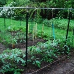trellis tomatoes