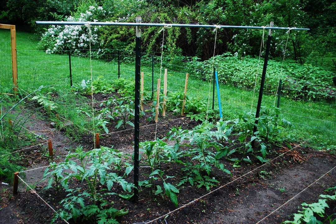 trellis tomatoes