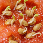 sprouts