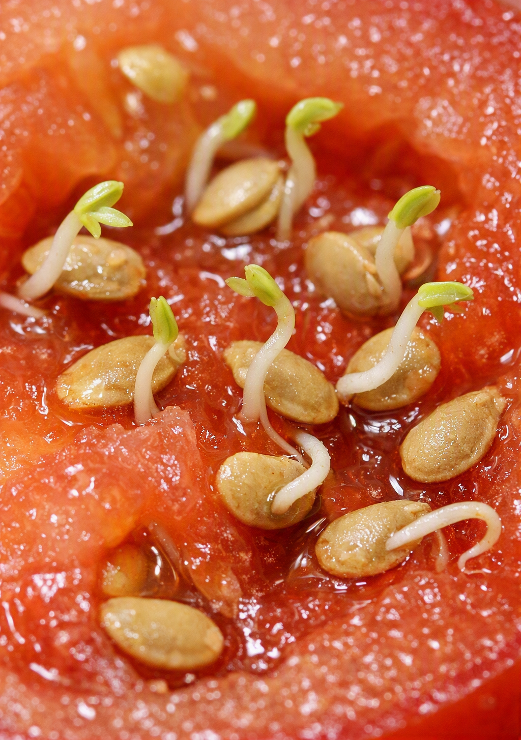 sprouts