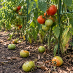 tomatoes-falling-off